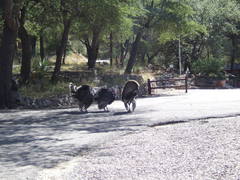Meleagris gallopavo mexicana