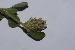 Trifolium striatum