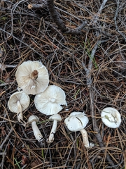 Zhuliangomyces illinitus