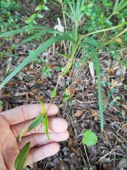 Magnoliopsida