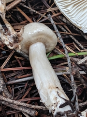 Zhuliangomyces illinitus