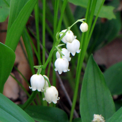 Convallaria pseudomajalis