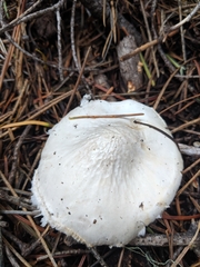 Zhuliangomyces illinitus