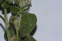 Trifolium striatum