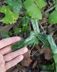 Smilax