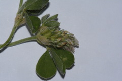 Trifolium striatum