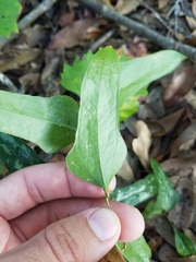 Smilax