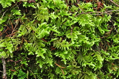 Homalothecium megaptilum