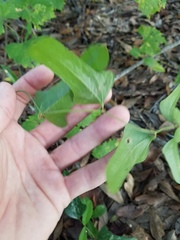 Smilax
