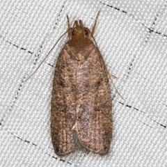 Psilocorsis quercicella