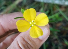 Ludwigia