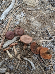 Cortinarius aureifolius