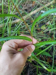 Ludwigia