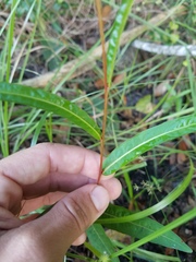 Ludwigia
