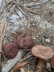 Cortinarius aureifolius