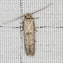 Hypatopa punctiferella