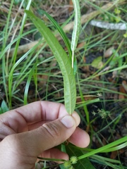 Ludwigia