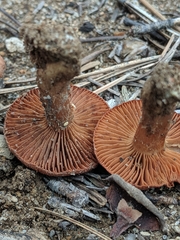 Cortinarius aureifolius