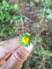 Helianthus angustifolius
