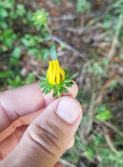Helianthus angustifolius