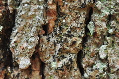 Alyxoria varia