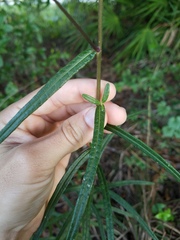 Helianthus angustifolius