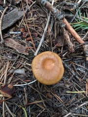 Infundibulicybe squamulosa