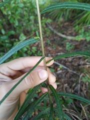 Helianthus angustifolius