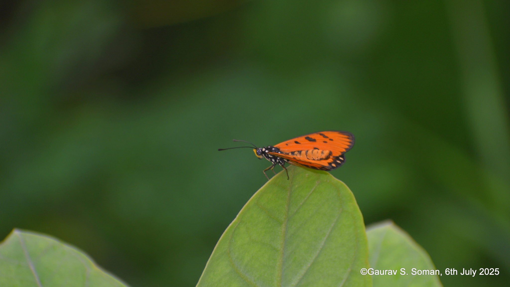 Tawny Coster
