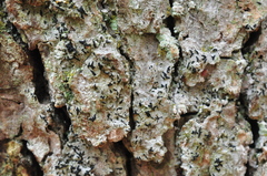 Alyxoria varia