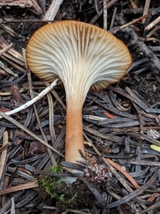 Infundibulicybe squamulosa