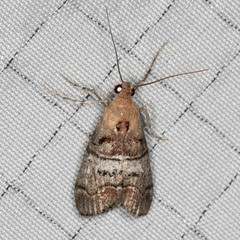 Pococera maritimalis