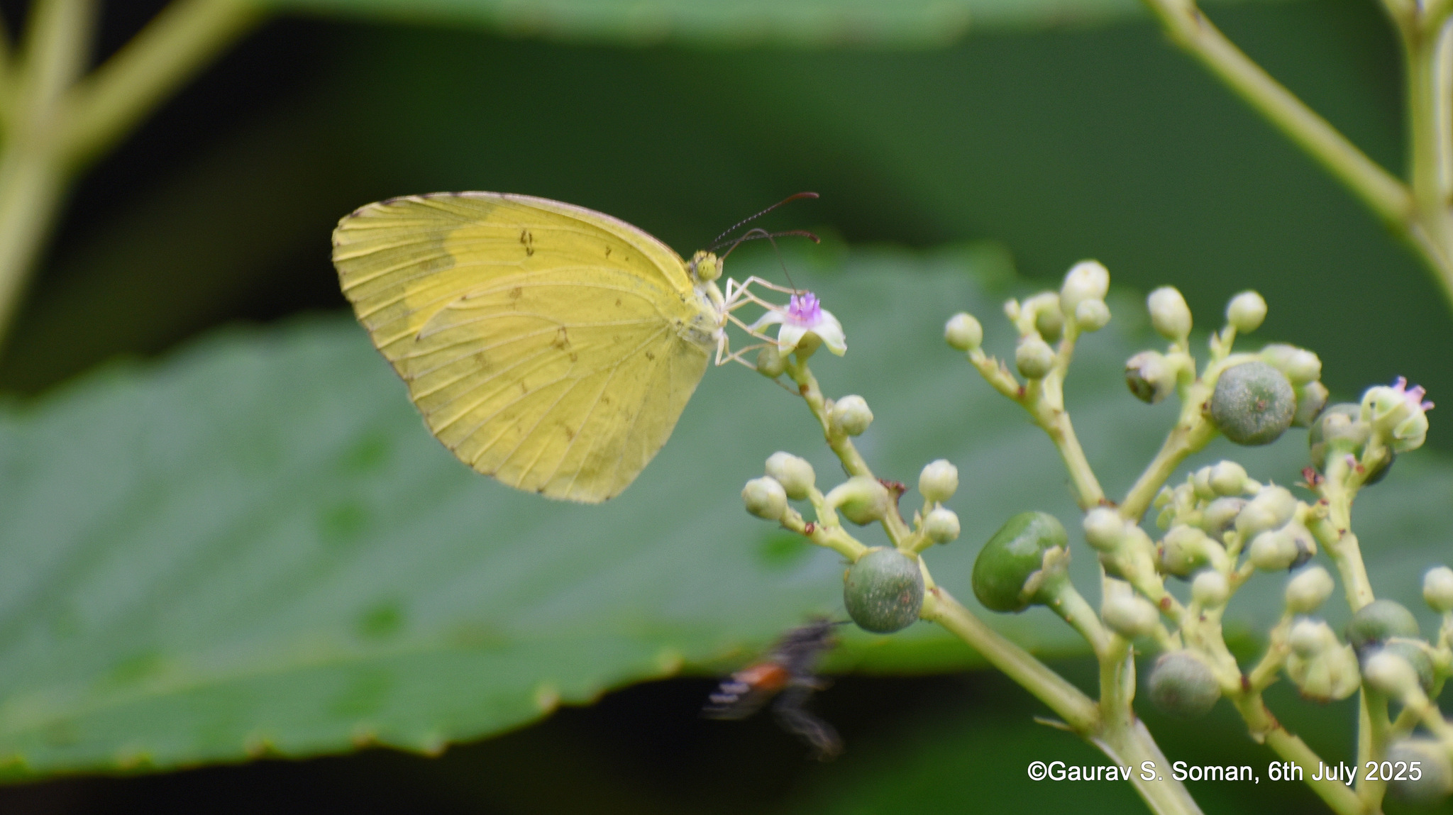 Common Grass Yellow