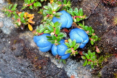 Gaultheria trichophylla