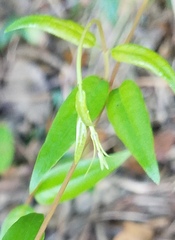 Magnoliopsida