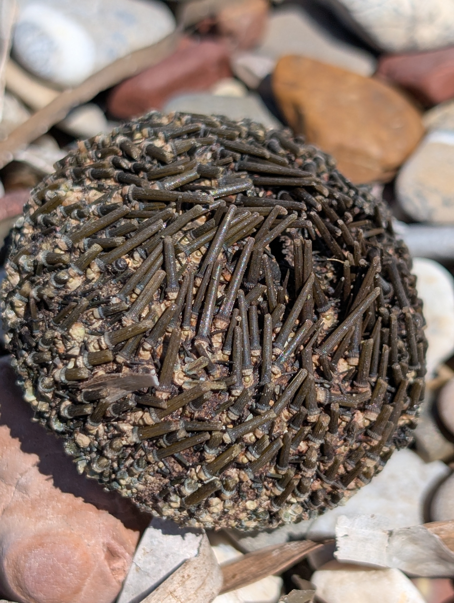 Arbacia lixula