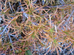 Dracophyllum recurvum