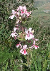 Morina kokanica, photograph Artem Abdukakharov, CC BY, iNaturalist via GBIF