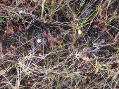Drosera