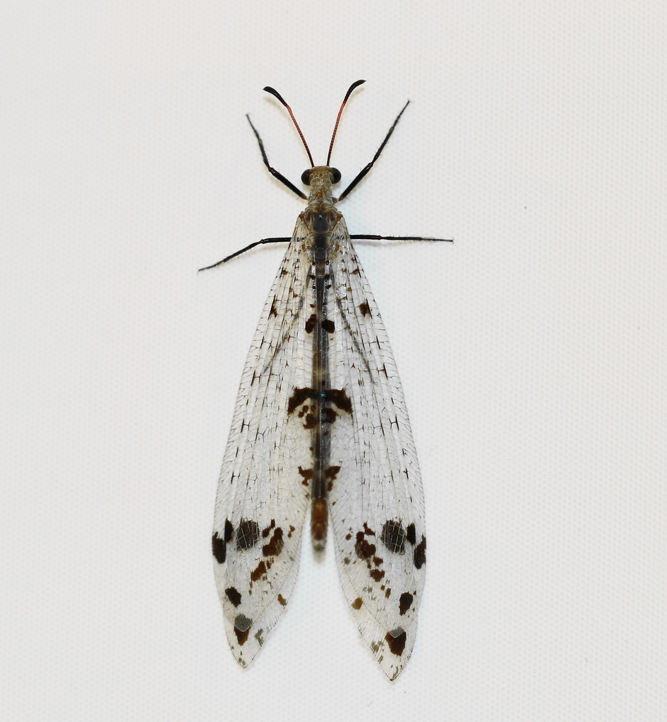 Dendroleontinae
