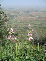 Morina kokanica, photograph Artem Abdukakharov, CC BY, iNaturalist via GBIF