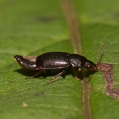 Olophrum obtectum
