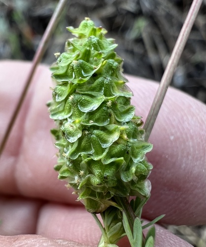 western burnet (Sanguisorba occidentalis)