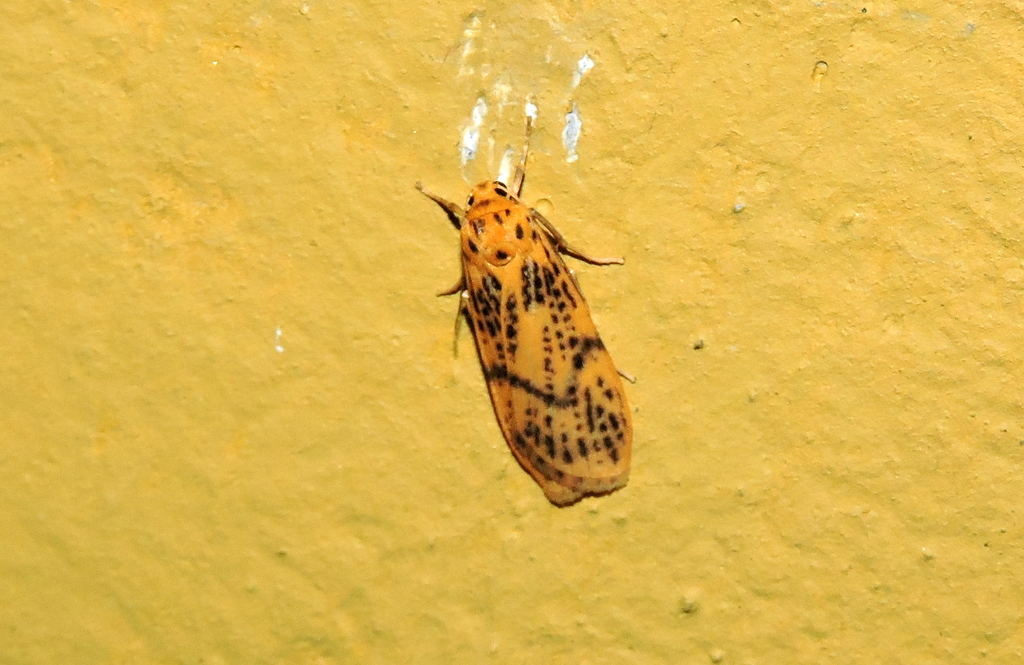 Dolgoma recta