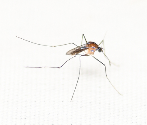 Sapphire-striped Mosquito photo 5