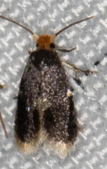 Ectoedemia similella