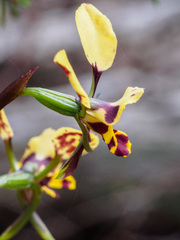 Diuris leopardina