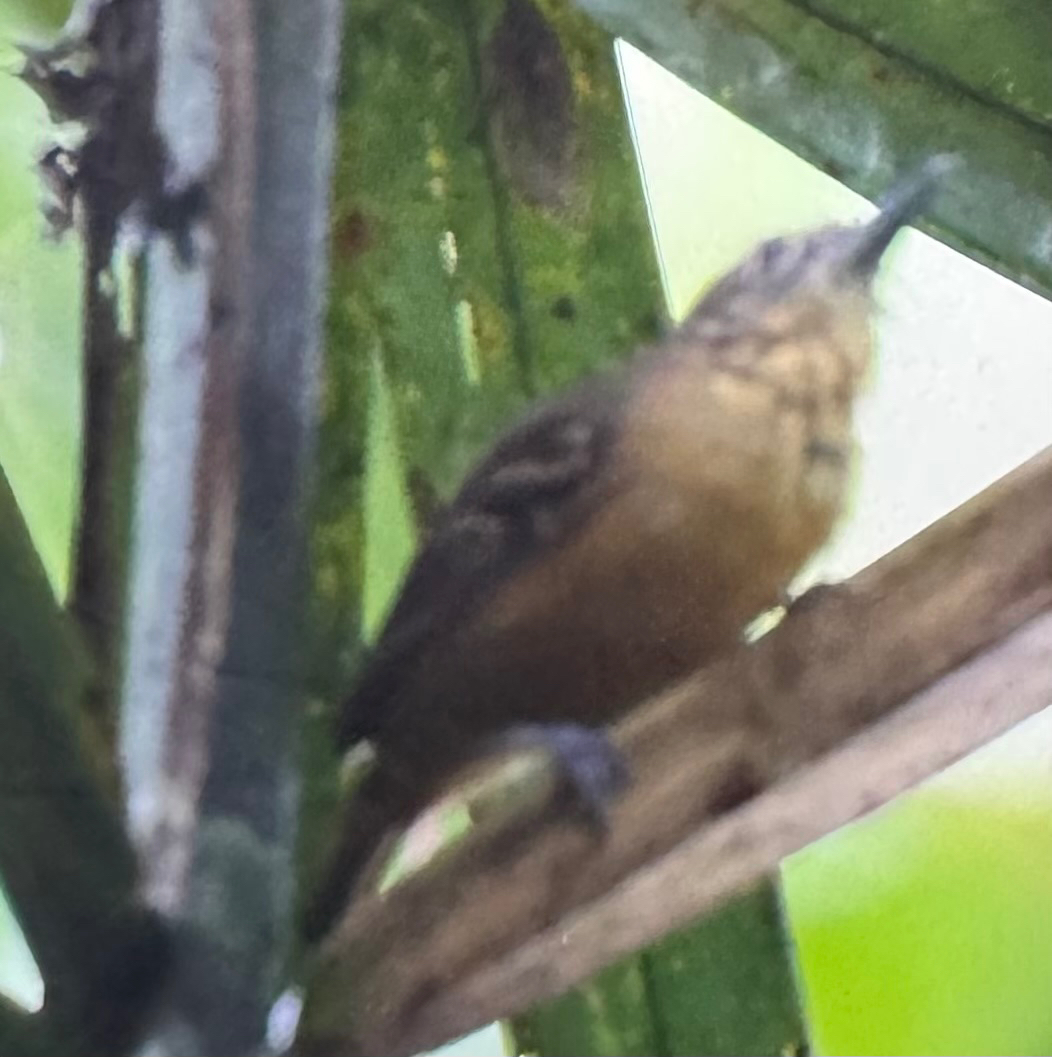 Checker-throated Stipplethroat (Epinecrophylla fulviventris), photo 8