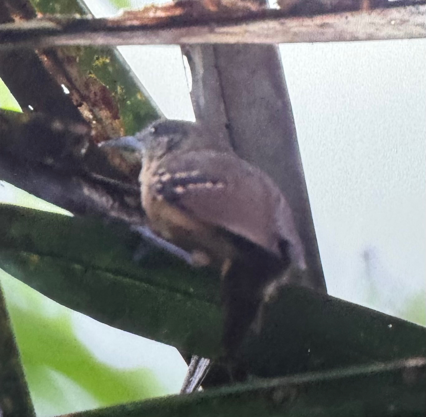 Checker-throated Stipplethroat (Epinecrophylla fulviventris), photo 9