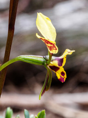 Diuris leopardina